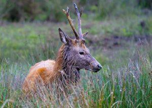 Winter Wildlife Watching