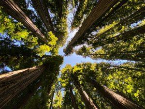 Redwood National Park